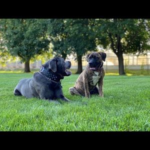 Meet your Posher, Crystal